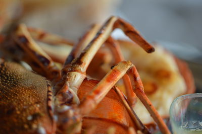 Close-up of cooked lobster