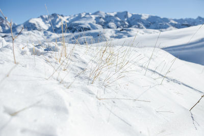 Close-up of snow covered land