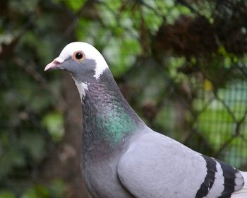 Close-up of pigeon