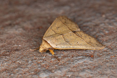 Close-up of dry leaf on field