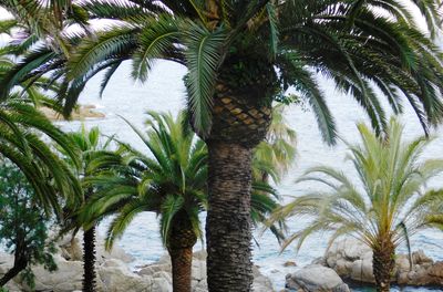 Low angle view of palm trees