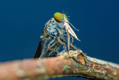 Close-up of insect on wood