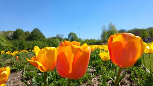 Close-up of yellow flowers blooming in field