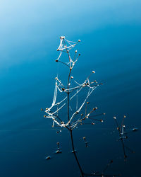 Low angle view of tree by lake against sky