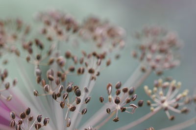 Close-up of pink flowering plant against sky