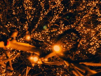 Close-up of illuminated christmas tree at night