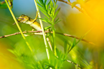 Close-up of lizard on leaf
