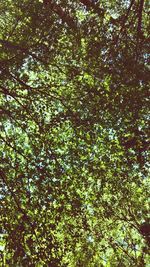 Low angle view of trees in forest