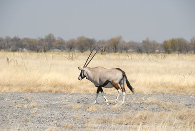 Side view of horse walking on field