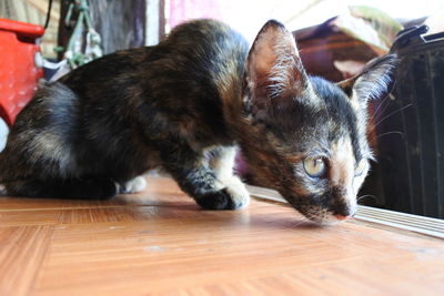 Close-up of a cat lying on floor