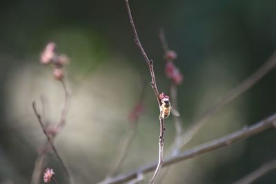 Close-up of insect on flower buds