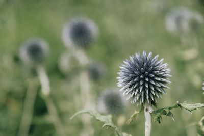 Close-up of wilted plant