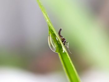 Close up dew at the grass blade.