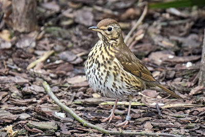 Close-up of a bird perching on a field