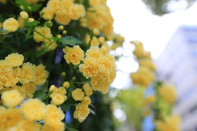 Close-up of yellow flowers blooming outdoors