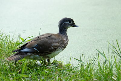 Close-up of bird perching on field