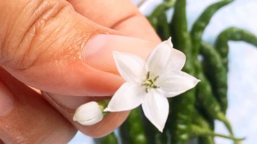 Close-up of hand holding white flower