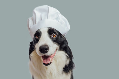 Close-up of dog against white background