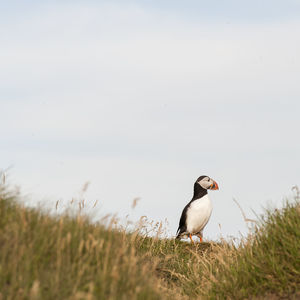 Bird perching on field against clear sky