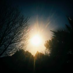 Sun shining through trees