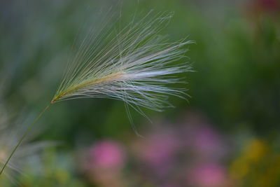 Close-up of wheat plant