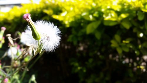 Close-up of white dandelion