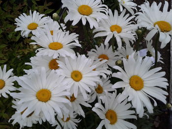 Close-up of yellow flowers blooming outdoors