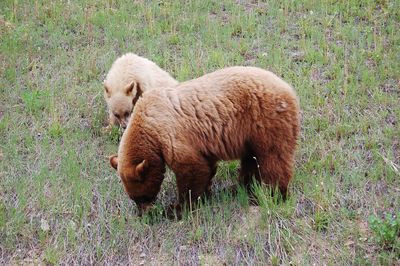 Grizzly with cub standing on field
