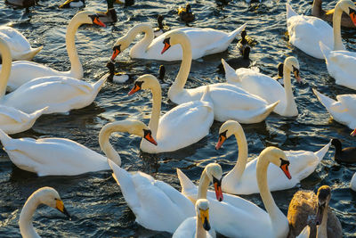 High angle view of swans swimming on lake