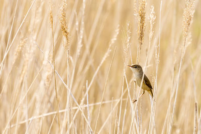 Close-up of a bird perching on wheat field