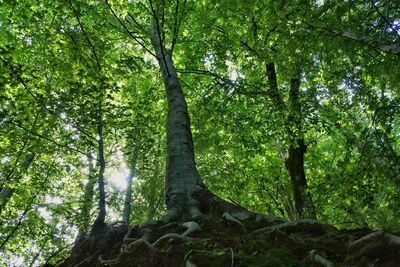 Low angle view of trees in forest