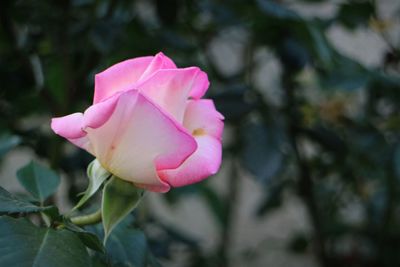 Close-up of pink rose blooming outdoors