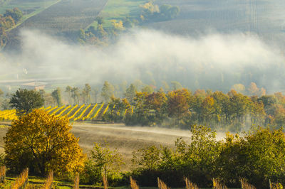 Scenic view of trees on landscape during autumn