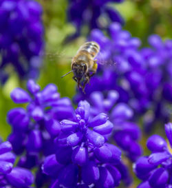 Close-up of bee on flower