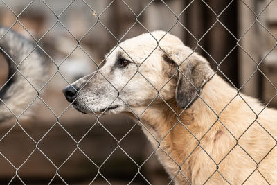 Close-up of dog seen through chainlink fence