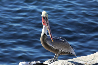 Close-up of bird perching on a sea