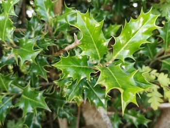 High angle view of leaves