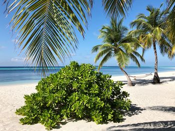 Palm trees on beach against sky