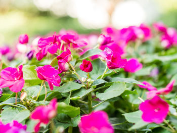 Close-up of pink flowers growing on plant