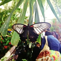 Close-up of butterfly on leaf