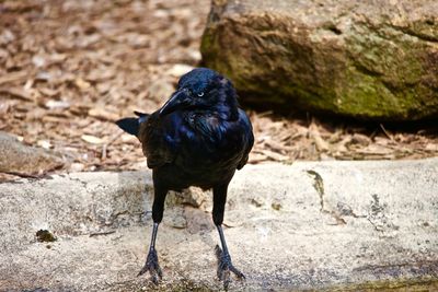 Close-up of bird perching on rock