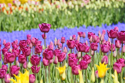 Close-up of pink tulips in field