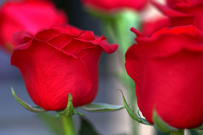 Close-up of red rose