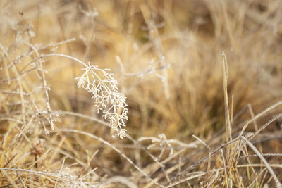 Close-up of frozen plant on field