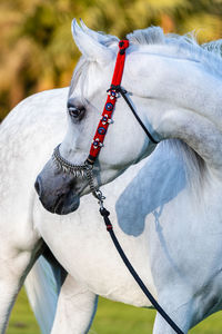 Horse standing on field