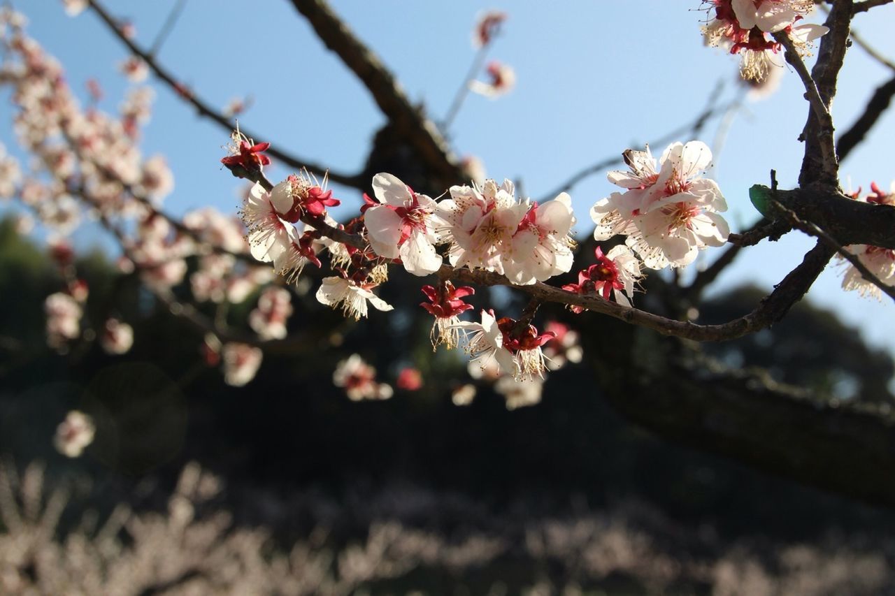 flower, freshness, branch, cherry blossom, fragility, tree, growth, cherry tree, blossom, beauty in nature, nature, twig, petal, focus on foreground, fruit tree, close-up, springtime, in bloom, blooming, pink color