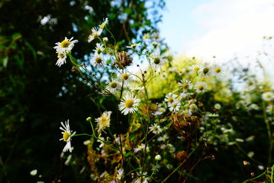 Close-up of white flowering plant