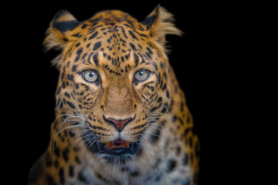 Portrait of cat against black background