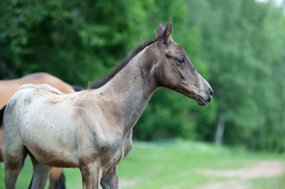 Horse standing in a field