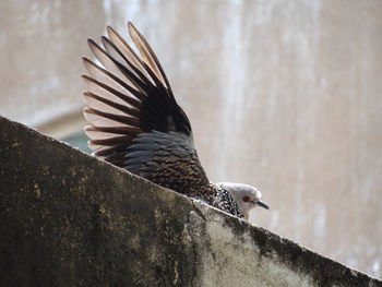 Close-up of a bird against wall